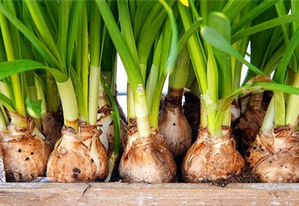 Sämereien & Blumenzwiebeln Sämereien & Blumenzwiebeln