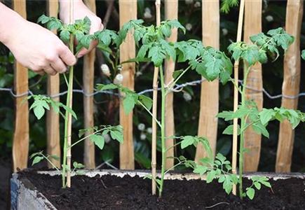 Cherrytomaten - Einpflanzen im Hochbeet