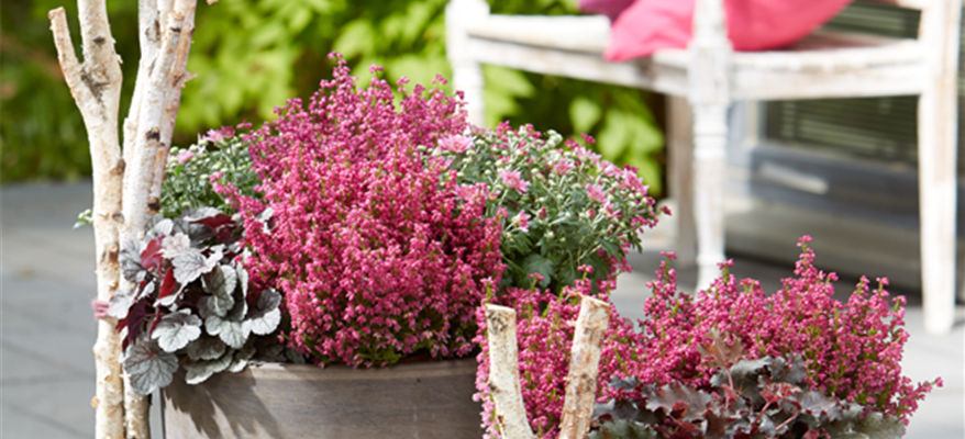 Herbstliche Pflanzung mit Erika, Heuchera und Chrysanthemen