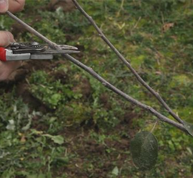 Apfelbaum - Pflanzschnitt