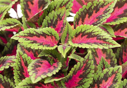 ROSA-PINKE PFLANZIDEEN ROSA-PINKE PFLANZIDEEN