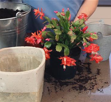 Weihnachtskaktus - Einpflanzen in ein Gefäß Weihnachtskaktus - Einpflanzen in ein Gefäß