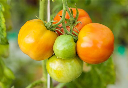 WIE GEHT... OMA'S SUPERFOOD?