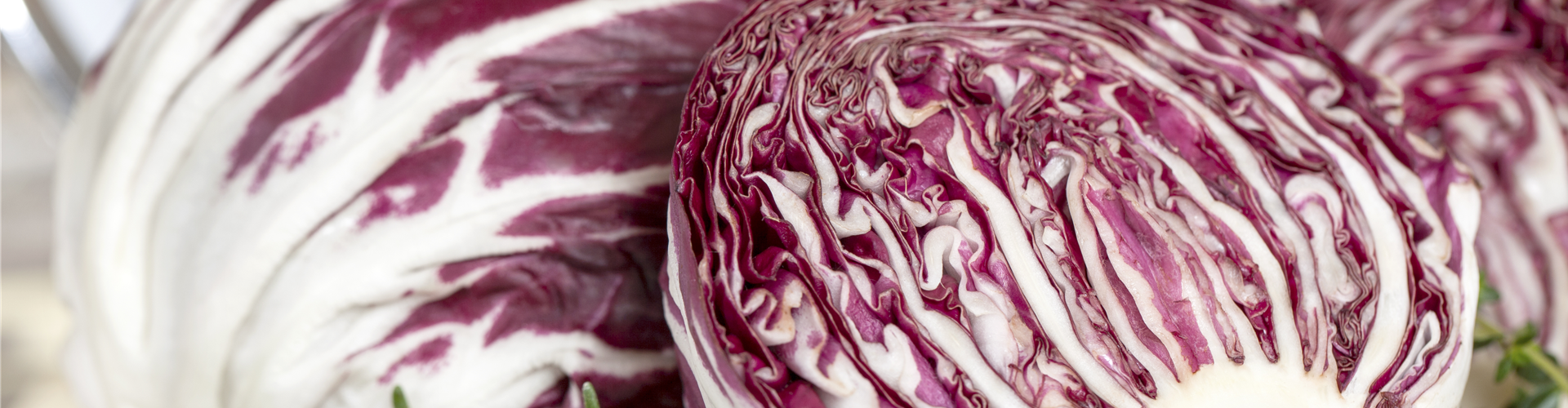 Cichorium intybus var. foliosum