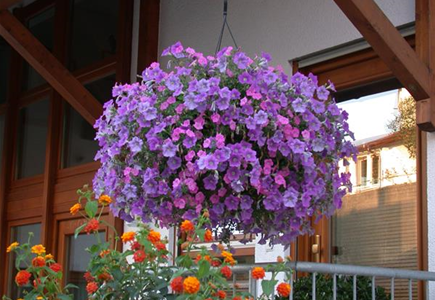 BLAU-VIOLETTE PFLANZIDEEN BLAU-VIOLETTE PFLANZIDEEN