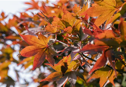 WIE GEHT...AHORN? WIE GEHT...AHORN?