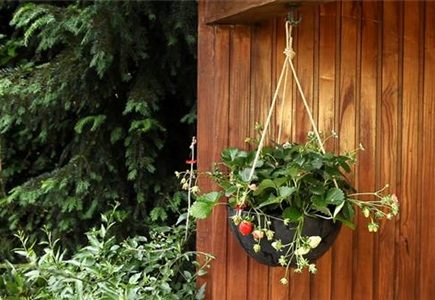 Erdbeeren - Ampel Bepflanzen