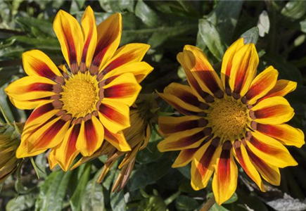 GELB-ORANGE PFLANZIDEEN GELB-ORANGE PFLANZIDEEN