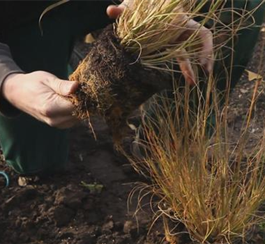 Gräser - Einpflanzen im Garten Gräser - Einpflanzen im Garten