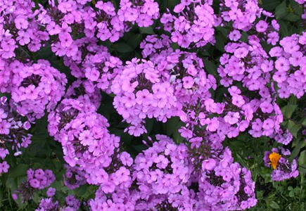 PHLOX PHLOX