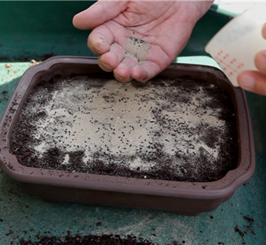 Basilikum - Aussäen von Samen