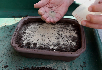 Basilikum - Aussäen von Samen