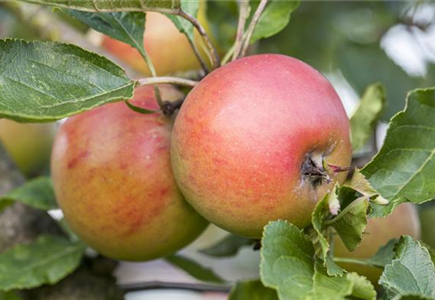 WIE GEHT... OBSTGEHöLZE PFLANZEN? WIE GEHT... OBSTGEHöLZE PFLANZEN?