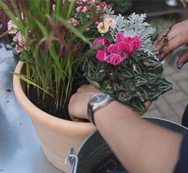 Blumenkübel - Bepflanzung für den Herbst Blumenkübel - Bepflanzung für den Herbst