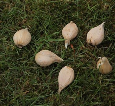 Netzblatt-Schwertlilie - Blumenzwiebeln einpflanzen