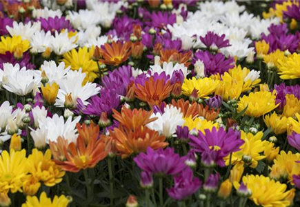 CHRYSANTHEMEN IN FARBEN UND FORMEN