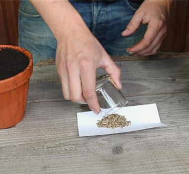 Fenchel - Aussäen von Samen