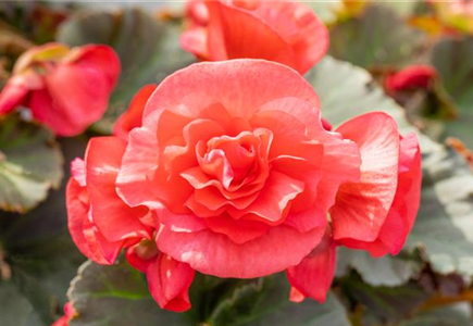 EINE BLUME SAGT MEHR ALS 1000 WORTE EINE BLUME SAGT MEHR ALS 1000 WORTE