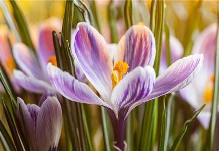 INSEKTENFREUNDLICHES FRüHJAHR! INSEKTENFREUNDLICHES FRüHJAHR!
