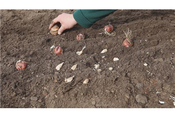AUS DER KNOLLE KOMMT DAS TOLLE! AUS DER KNOLLE KOMMT DAS TOLLE!