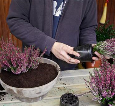 Knospenheide - Einpflanzen in ein Gefäß Knospenheide - Einpflanzen in ein Gefäß