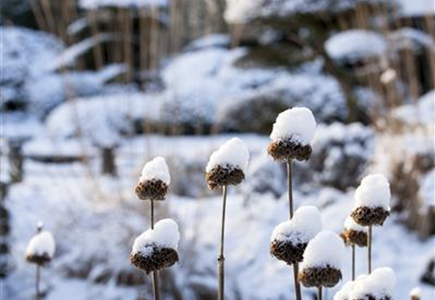 WEIHNACHTLICHE STIMMUNG IM GARTEN WEIHNACHTLICHE STIMMUNG IM GARTEN