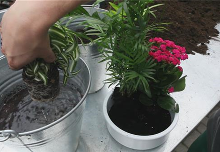 Schale - Einpflanzen von Zimmerpflanzen