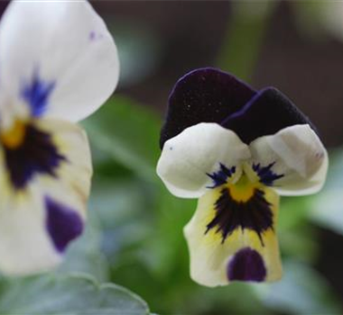 Hornveilchen - Einpflanzen im Garten Hornveilchen - Einpflanzen im Garten