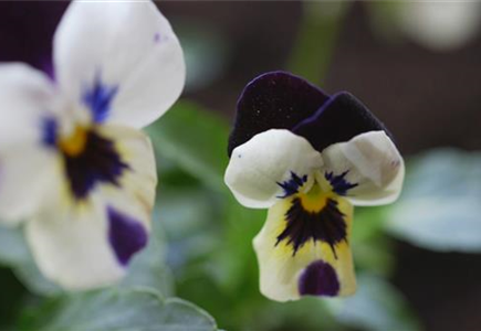 Hornveilchen - Einpflanzen im Garten