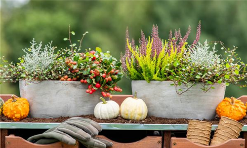 Pflanzgefäße im Herbst - mit Callunen, Stacheldraht, Scheinbeere und Kürbissen