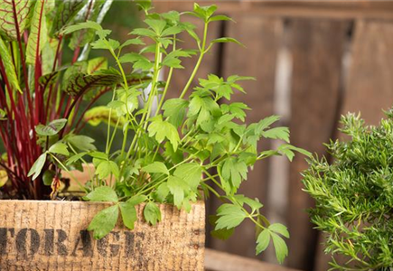 KRäUTER AUF DEM BALKON! KRäUTER AUF DEM BALKON!