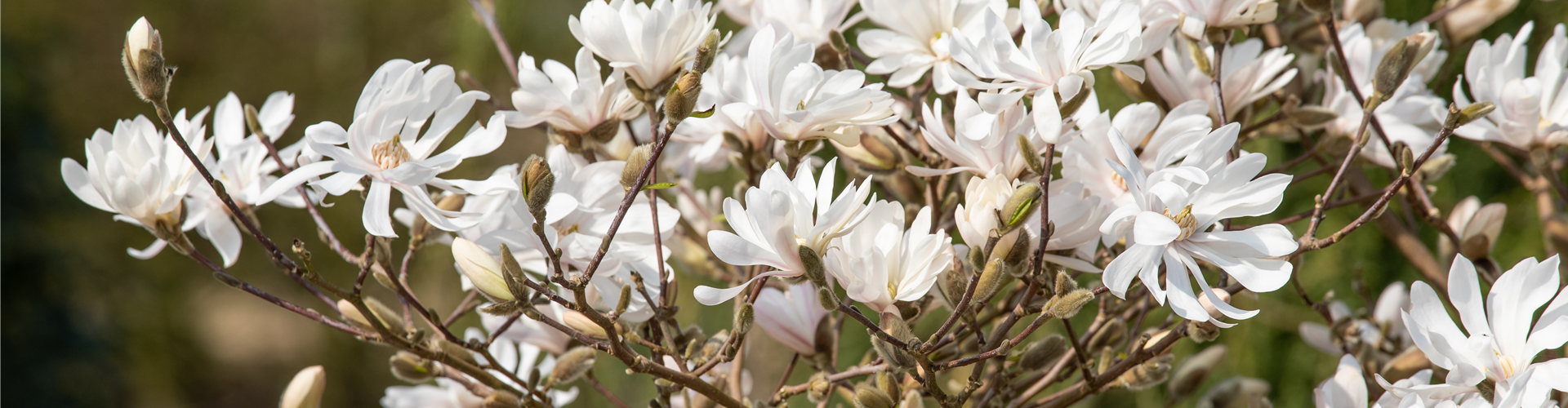 Magnolia stellata 'Royal Star'