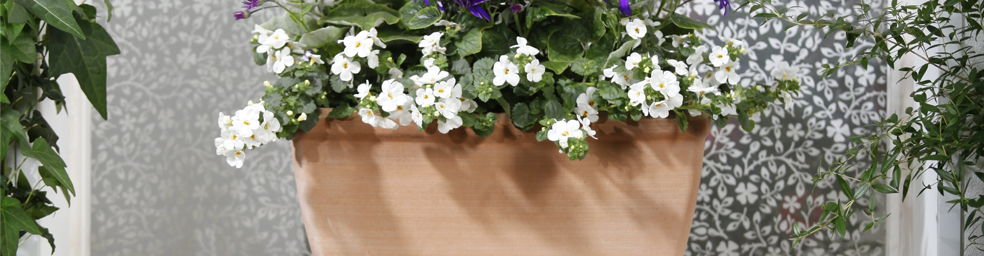 Bacopa