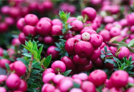 TON IN TON IN DEN HERBST TON IN TON IN DEN HERBST