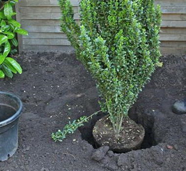 Stechpalme - Einpflanzen im Garten Stechpalme - Einpflanzen im Garten