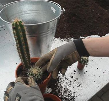 Kakteen - Einpflanzen in ein Gefäß Kakteen - Einpflanzen in ein Gefäß
