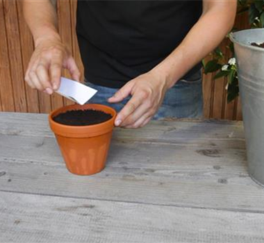 Estragon - Aussäen von Samen