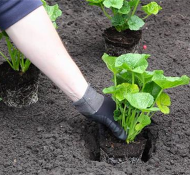 Stockrose - Einpflanzen im Garten Stockrose - Einpflanzen im Garten