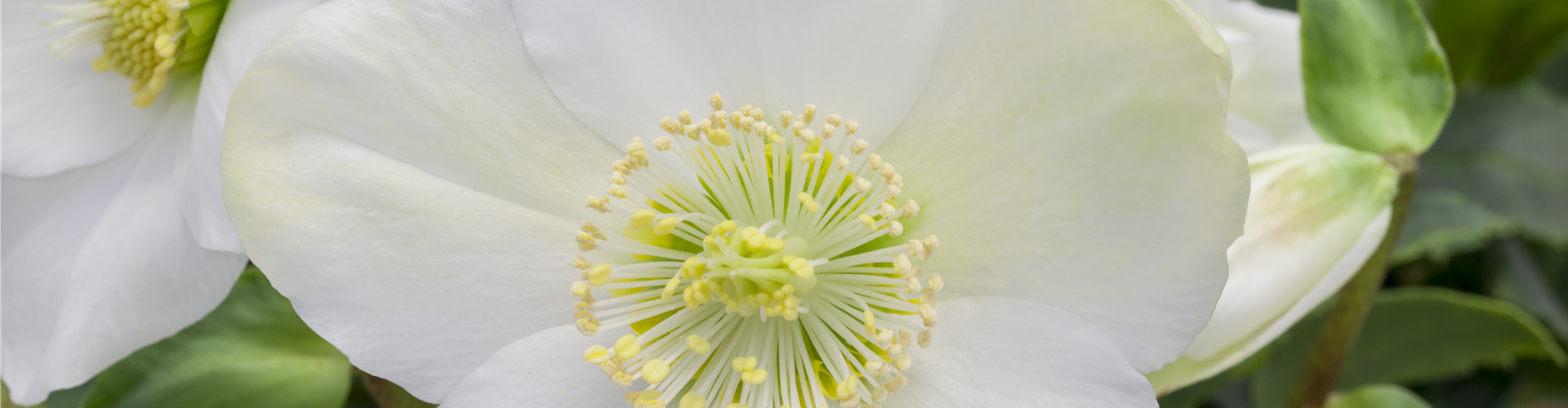 Helleborus niger