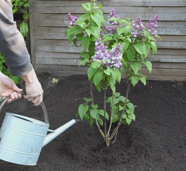 Flieder - Einpflanzen im Garten Flieder - Einpflanzen im Garten