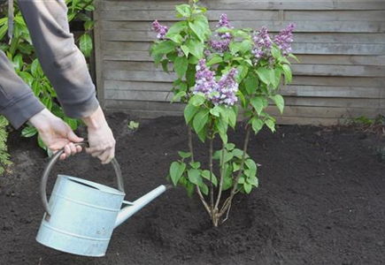Flieder - Einpflanzen im Garten