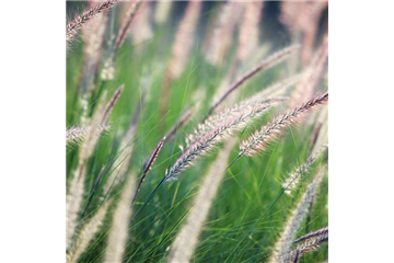 WINDSPIELE! WINDSPIELE!