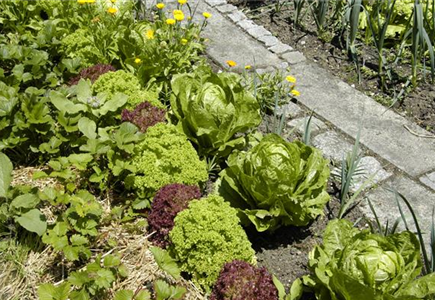 DER GEMüSEGARTEN!