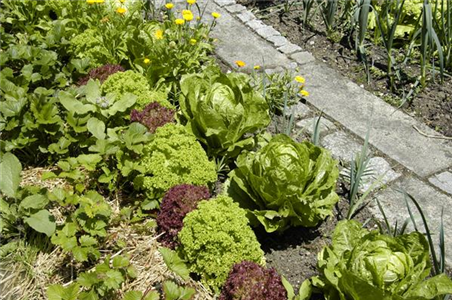 DER GEMüSEGARTEN!
