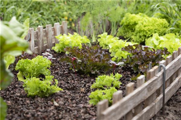 EIGENER GEMüSEANBAU IM TREND EIGENER GEMüSEANBAU IM TREND