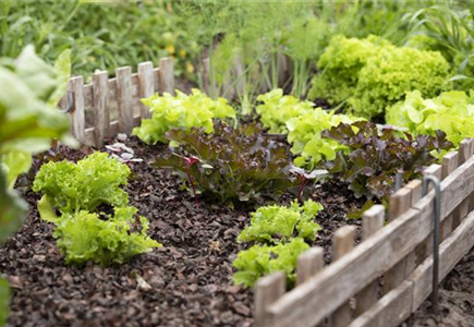 EIGENER GEMüSEANBAU IM TREND EIGENER GEMüSEANBAU IM TREND