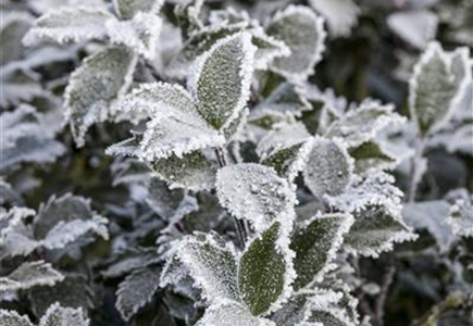 Pflanze des Monats Dezember: Stechpalme