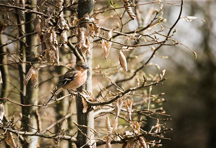 TIPPS ZUR WINTERVOGELFüTTERUNG!