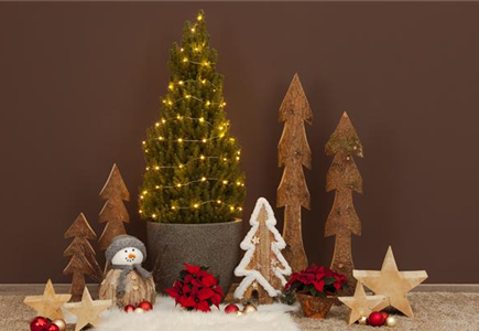 FICHTE ALS WEIHNACHTSBAUM FICHTE ALS WEIHNACHTSBAUM