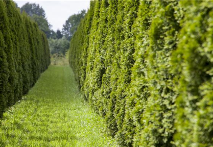 AUSGEHECKT! AUSGEHECKT!